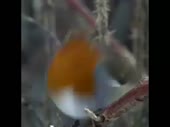 2419