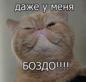 81