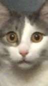 1338