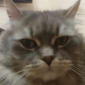 244