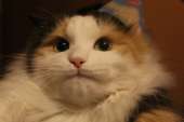 144