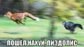 44
