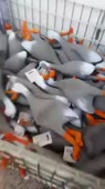 641