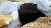 4277