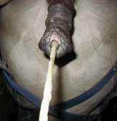 35