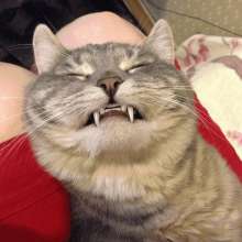 2733