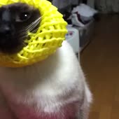 492