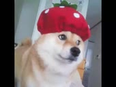 7161