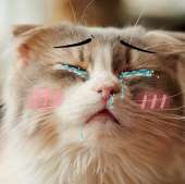 161