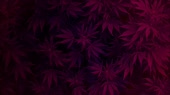 1280x720