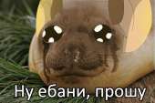 500x335