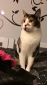 406x720