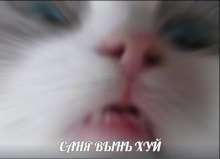 398x289