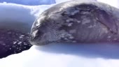 480x272