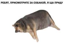 500x345
