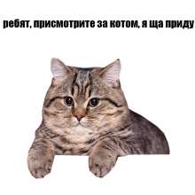 1000x1000