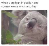 480x453