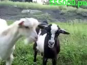 480x360