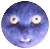333x331