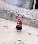 310x360