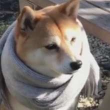 288x288