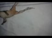 320x240