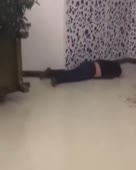 288x360