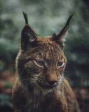 564x705