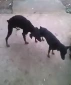 300x360