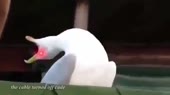 480x270