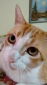 406x720