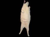 480x360
