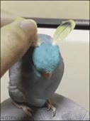 268x356