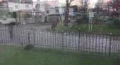 460x254
