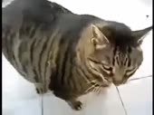 320x240
