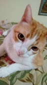 406x720