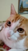 406x720