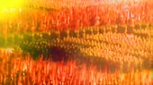800x450