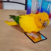 720x720