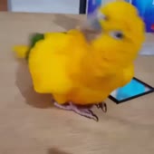 720x720