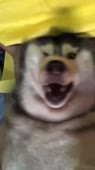 720x1278