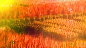 800x450