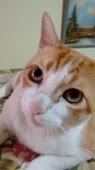 406x720