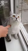 406x720
