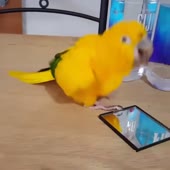 720x720