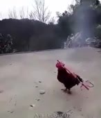 310x360