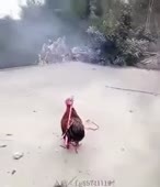 310x360