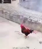 310x360