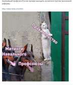 529x620
