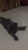 720x1278